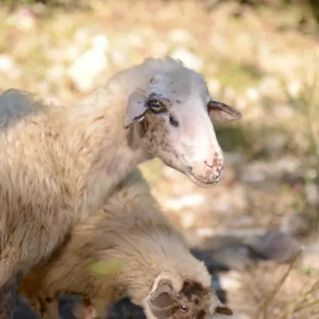 منزل ريفي Shpija E Amel Ferr-Shkopet