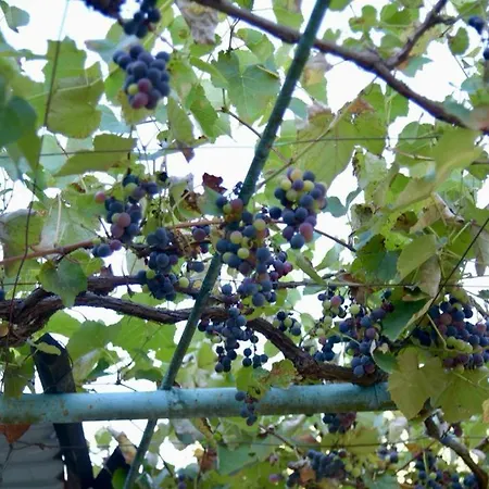 Shpija E Amel Ferr-Shkopet